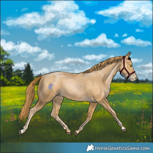 Horse Color:Chestnut Pearl