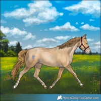 Horse Color:Chestnut Pearl 