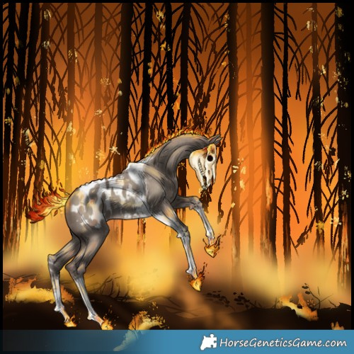 Horse Color:Silver Grullo Sabino Tobiano Appaloosa 