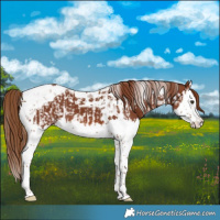 Horse Color:Chestnut Splash Tobiano and Chestnut Splash Tobiano