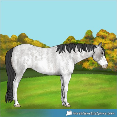 Horse Color:Grullo Roan Sabino 