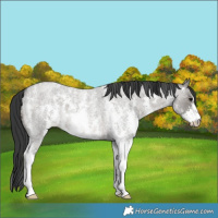 Horse Color:Grullo Roan Sabino