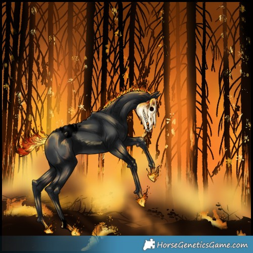 Horse Color:Void Black Appaloosa 