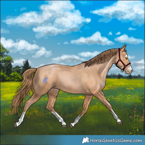 Horse Color:Bay Pearl 