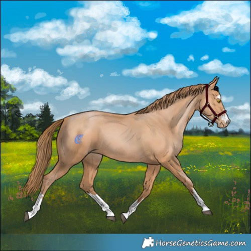 Horse Color:Bay Pearl