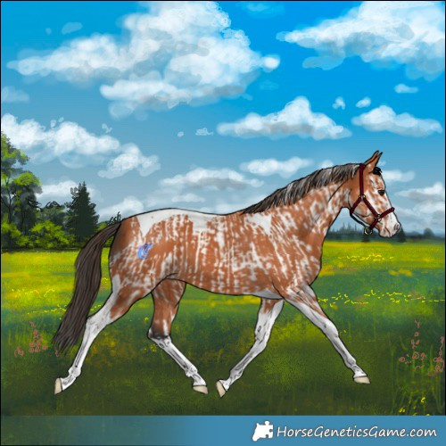Horse Color:Bay Splash Tobiano and Bay Splash Tobiano