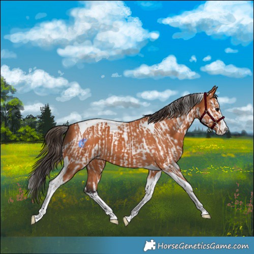 Horse Color:Bay Splash Tobiano  and Bay Splash Tobiano 