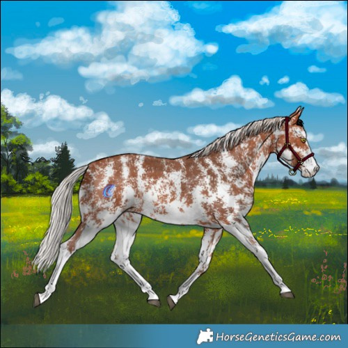 Horse Color:Silver Bay Sabino Rabicano 