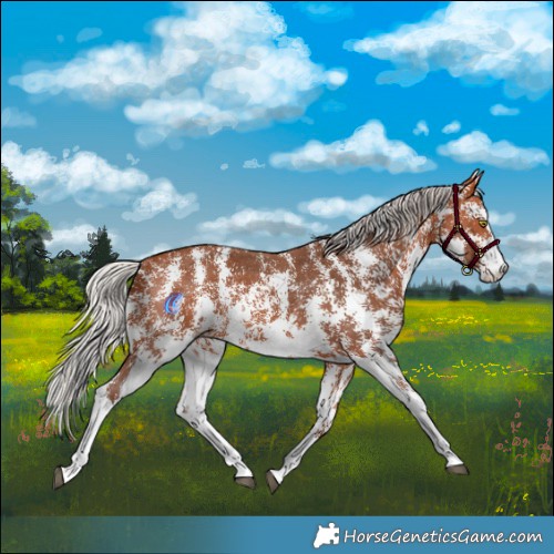 Horse Color:Silver Bay Sabino Rabicano 