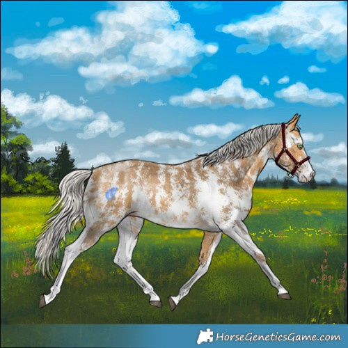 Horse Color:Silver Buckskin Sabino Rabicano 