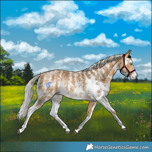 Horse Color:Silver Buckskin Sabino Rabicano