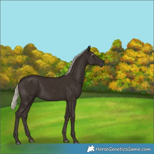 Horse Color:Gray Silver Black 