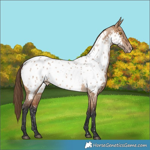 Horse Color:Bay Dun Appaloosa 