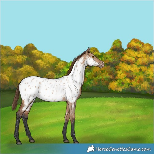 Horse Color:Bay Dun Appaloosa 
