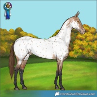 Horse Color:Bay Dun Appaloosa