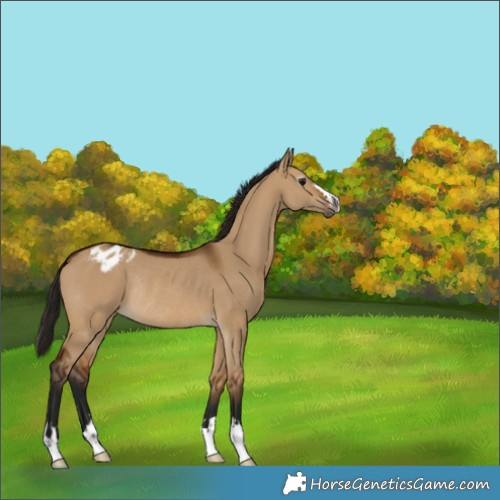 Horse Color:Gray Bay Dun Appaloosa Rabicano 