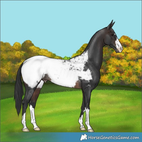 Horse Color:Brown Appaloosa Rabicano
