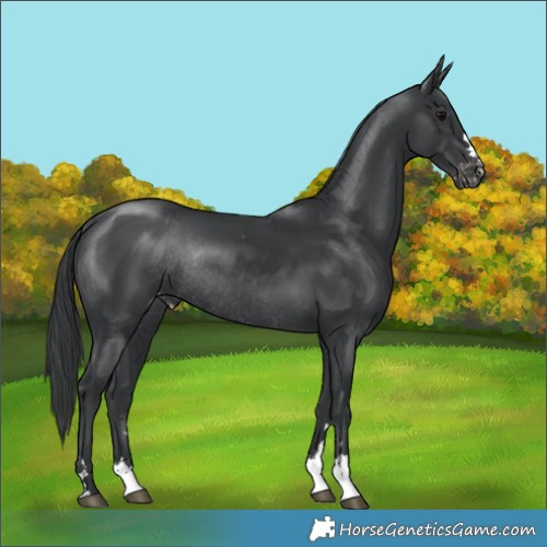 Horse Color:Black Appaloosa Rabicano 