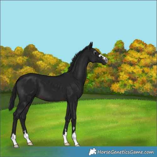 Horse Color:Gray Brown