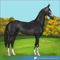 Horse Color:Gray Brown