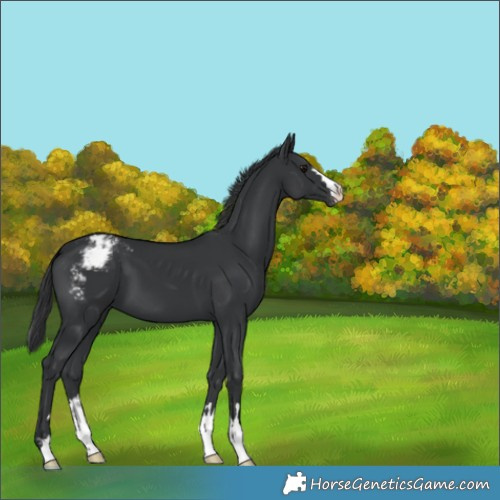 Horse Color:Black Appaloosa