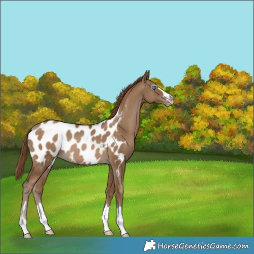 Horse Color:Gray Smoky Black Pearl Appaloosa