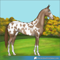 Horse Color:Gray Smoky Black Pearl Near Leopard
