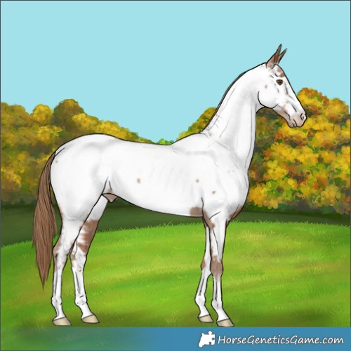 Horse Color:Black Pearl Appaloosa 