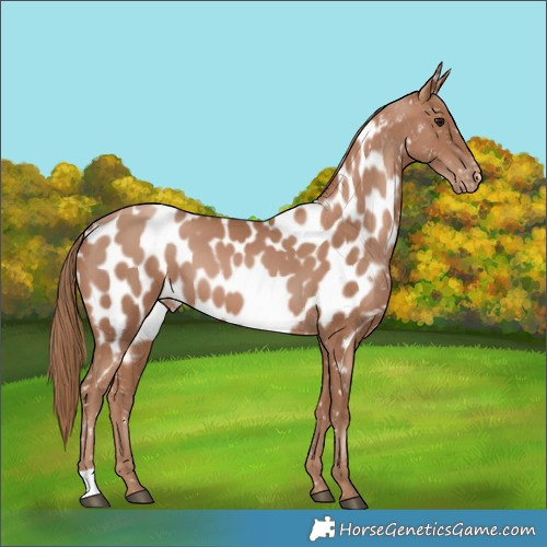 Horse Color:Black Pearl Appaloosa 