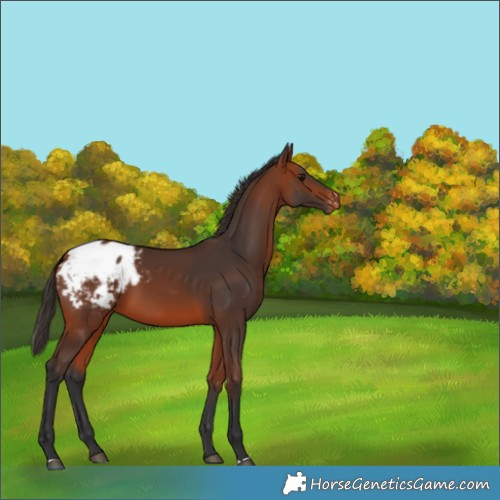 Horse Color:Bay Appaloosa 