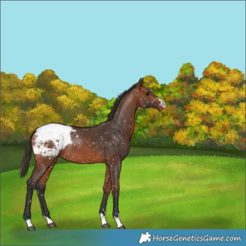 Horse Color:Bay Appaloosa 