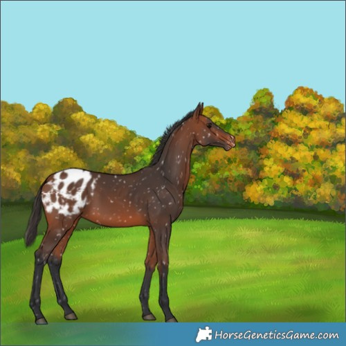 Horse Color:Bay Appaloosa Rabicano 