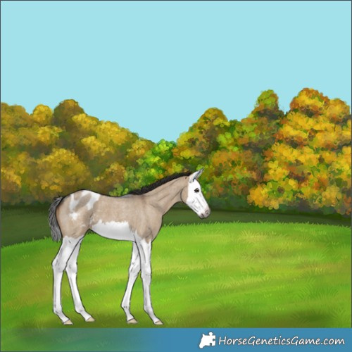 Horse Color:Gray Liver Red Dun Roan Splash Appaloosa 