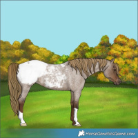 Horse Color:Gray Liver Red Dun Roan Snowcap 