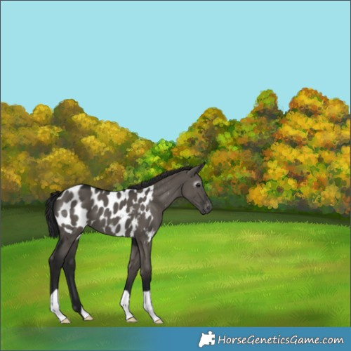 Horse Color:Gray Grullo Appaloosa 