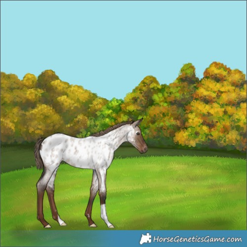 Horse Color:Gray Liver Red Dun Roan Appaloosa 