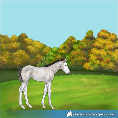 Horse Color:Gray Liver Red Dun Roan Splash 