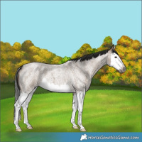 Horse Color:Gray Liver Red Dun Roan Splash 