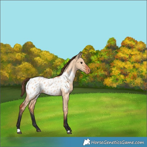 Horse Color:Bay Dun Blanket 