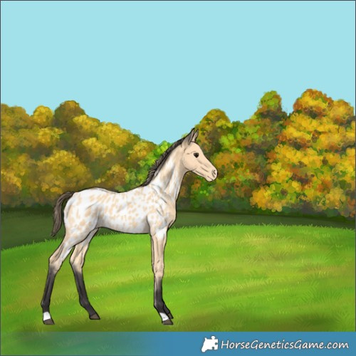 Horse Color:Buckskin Near Leopard 