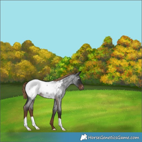Horse Color:Gray Liver Red Roan Appaloosa 