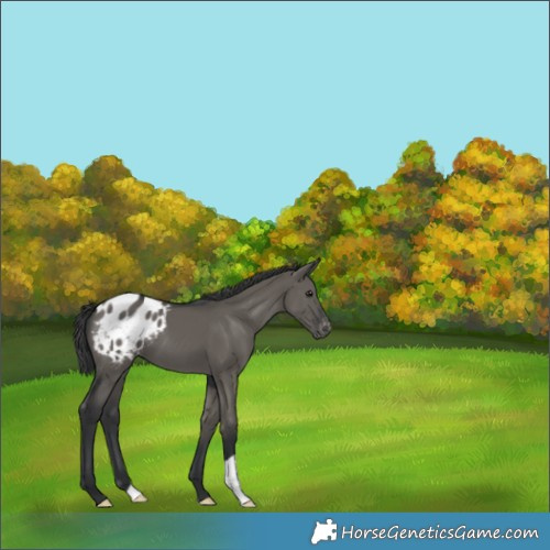 Horse Color:Grullo Appaloosa 