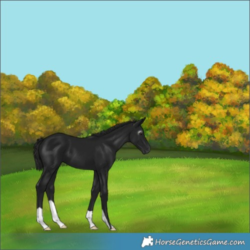 Horse Color:Gray Black 