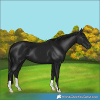 Horse Color:Gray Black