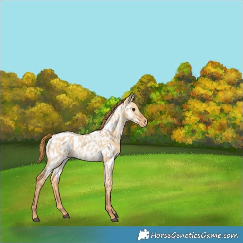 Horse Color:Red Dun Near Leopard 