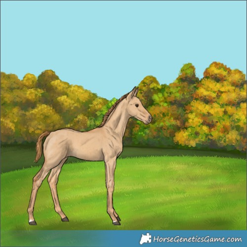 Horse Color:Red Dun Brindle 