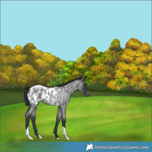 Horse Color:Blue Roan Appaloosa 