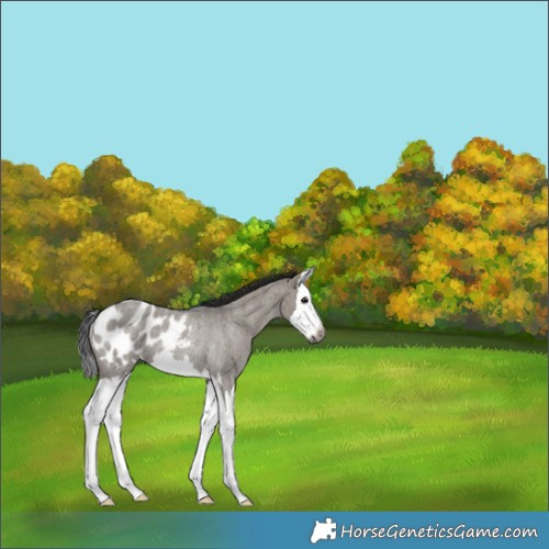 Horse Color:Gray Grullo Roan Splash Appaloosa Rabicano