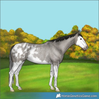 Horse Color:Gray Grullo Roan Splash Blanket Rabicano 
