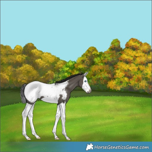 Horse Color:Gray Grullo Splash Appaloosa 